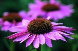 Echinacea Farmacia Deluigi Rimini